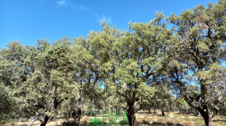 Badajoz - Calera de León - 78700m2