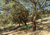 Finca rústica en venta en Calera de León ref: TR298108 foto