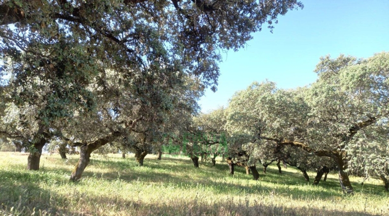 Badajoz - Fregenal de la Sierra - 800000m2