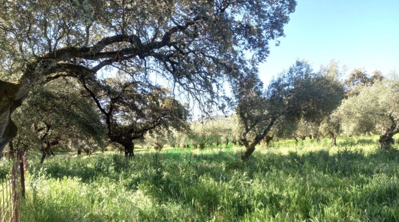 Badajoz - Fregenal de la Sierra - 800000m2