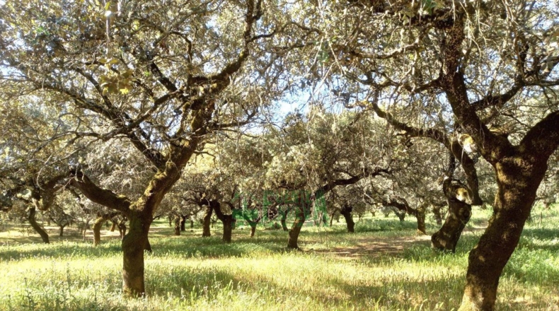 Badajoz - Fregenal de la Sierra - 800000m2