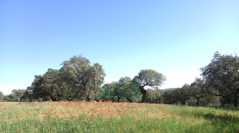 Badajoz - Fregenal de la Sierra - 800000m2