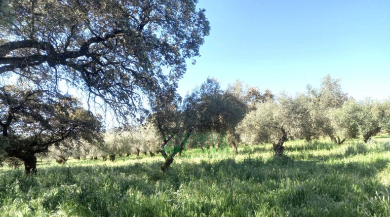 Badajoz - Fregenal de la Sierra - 800000m2
