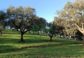 Non-developable land for sale in Aracena ref: TR295448 photo