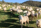 Non-developable land for sale in Aracena ref: TR295448 photo