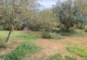 Chalet independiente con terreno en venta en Manacor ref: TR105244 foto