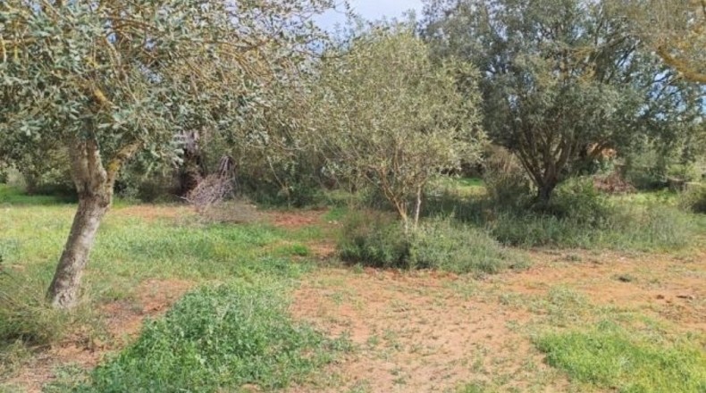 Islas Baleares - Manacor - 7281m2