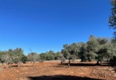 Nave industrial en venta en la España, Sineu, ref: TR199138 foto