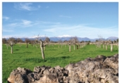 Finca rústica en venda a Lloret de Vistalegre ref.: TR234836 foto