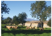 Finca rústica en venda a Lloret de Vistalegre ref.: TR234836 foto