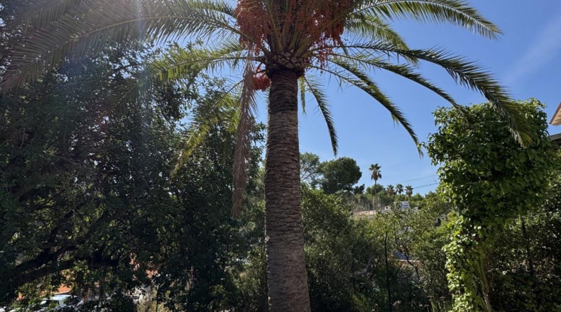 Balearic Islands - Son Verí - 965m2