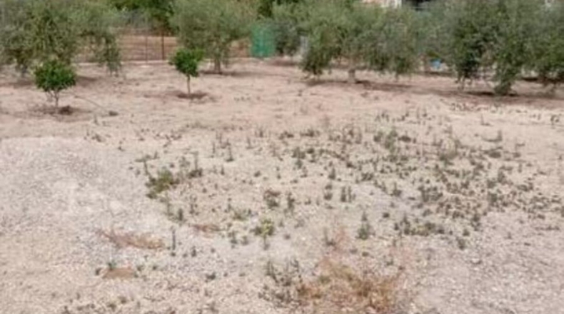 Múrcia - Murcia - 1100m2
