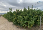 Земельный участок на продажу в городе Мурсия. Фото