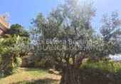 Xalet independent amb terreny en venda a Altea la Vella ref.: TR106338 foto