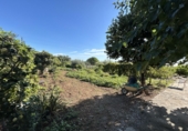 Vil·la amb terreny en venda a Alcanar ref.: TR349377 foto