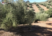 Земля на продажу у города Martos. Фото