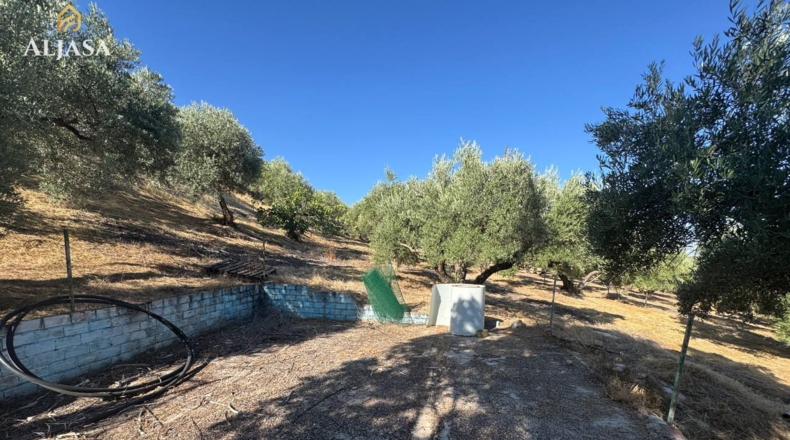 Jaén - Torredonjimeno - 16153m2