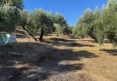Finca rústica en venta en Torredonjimeno ref: TR330979 foto