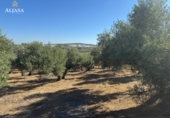 Finca rústica en venta en Torredonjimeno ref: TR330979 foto