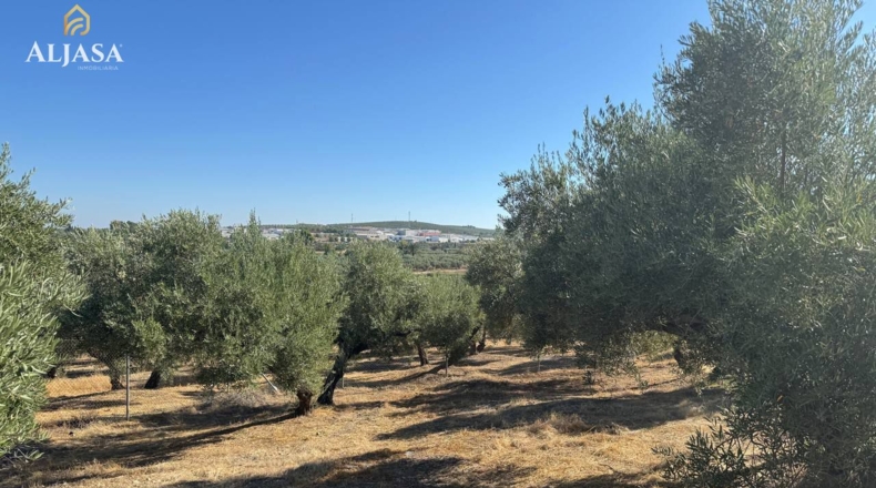 Jaén - Torredonjimeno - 16153m2