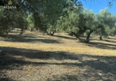 Finca rústica en venta en Torredonjimeno ref: TR330979 foto