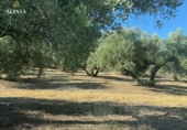 Finca rústica en venta en Torredonjimeno ref: TR330979 foto