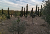 Finca rústica en venda a Chiclana de la Frontera ref.: TR351212 foto