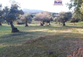 Terreno no urbanizable en venta en Jerez de los Caballeros ref: TR252358 foto