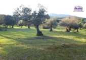 Terreno no urbanizable en venta en Jerez de los Caballeros ref: TR252358 foto