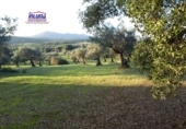 Terreno no urbanizable en venta en Jerez de los Caballeros ref: TR252358 foto