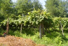 Foto 10