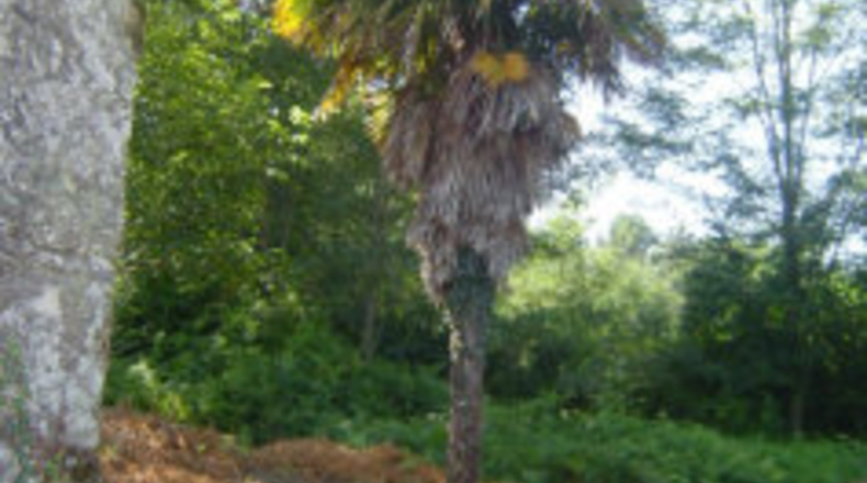 Pontevedra - A Igrexa - 3976m2