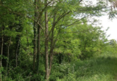 Non-developable land for sale in Eiravedra ref: TR99389 photo
