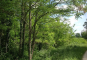 Non-developable land for sale in Eiravedra ref: TR99389 photo