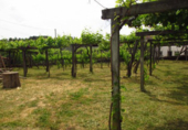 Chalet independiente con terreno en venta en Eiravedra ref: TR80933 foto