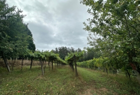 Eiravedra 35000&nbsp;m² 
