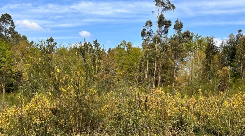 La Corunya - San Sadurniño - 1142m2