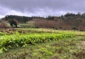 Finca rústica en venta en Castenda ref: TR378499 foto