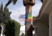 Xalet independent amb terreny en venda a Linares ref.: TR31421 foto