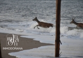 Urban land for sale in Matalascañas ref: TR235564 photo
