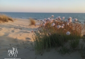 Urban land for sale in Matalascañas ref: TR235564 photo