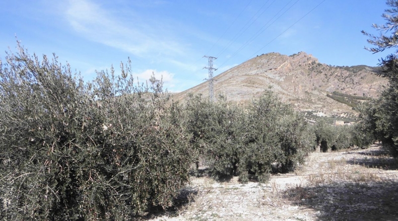 Jaén - Rincón - 3100m2