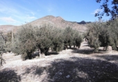 Sòl urbà en venda a Huesa ref.: TR53116 foto