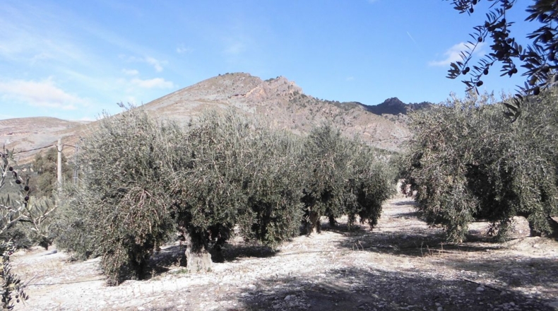 Jaén - Rincón - 3100m2