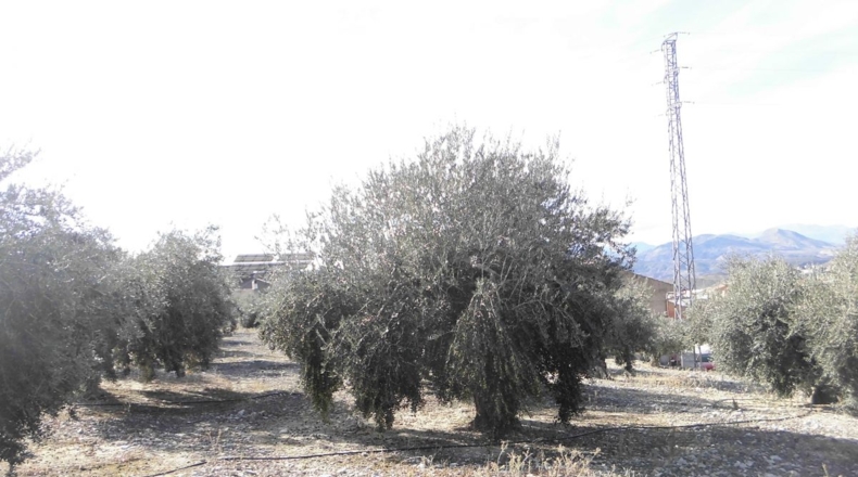 Jaén - Rincón - 3100m2