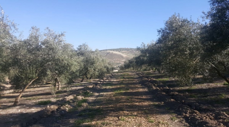 Jaén - Quesada - 33000m2