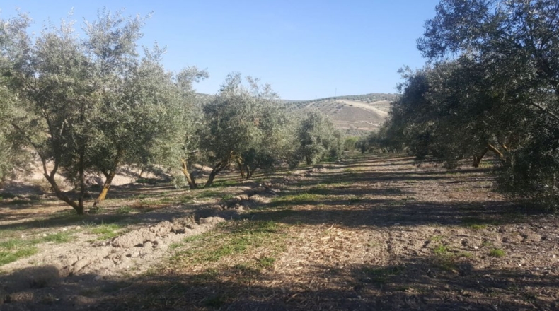 Jaén - Quesada - 33000m2