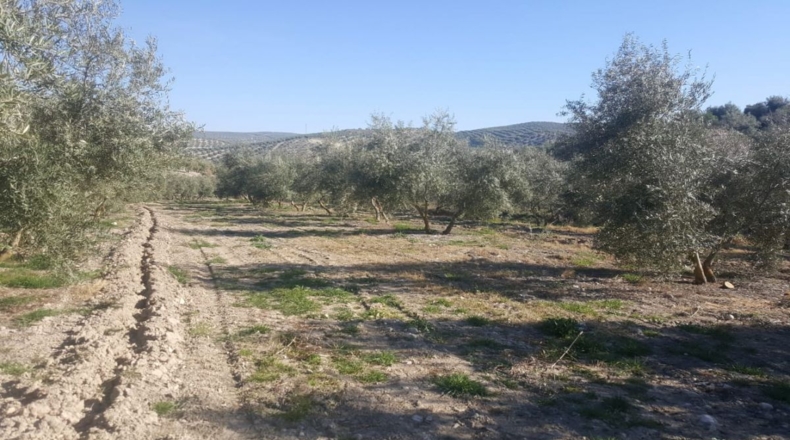Jaén - Quesada - 33000m2