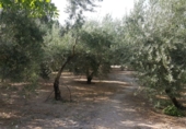 Masia with land for sale in Quesada ref: TR21669 photo
