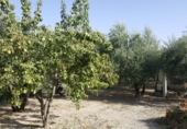 Masia with land for sale in Quesada ref: TR21669 photo